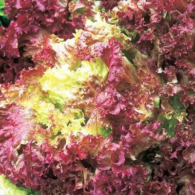 Lettuce (Loose) Lollo Rossa