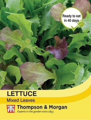 Lettuce Salad Leaves Mixed - image 1