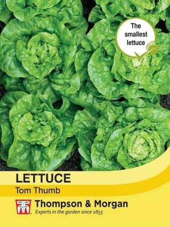 Lettuce Tom Thumb - image 1