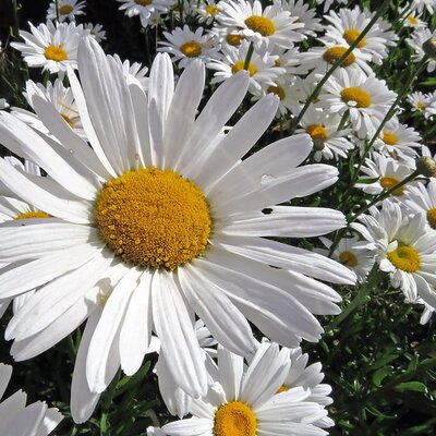 Leucanthemum 'Alaska' (3L pot)