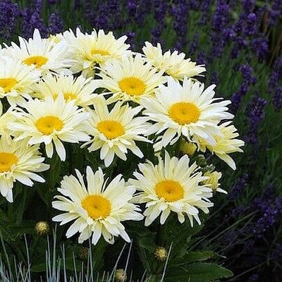 Leucanthemum 'Banana Cream'