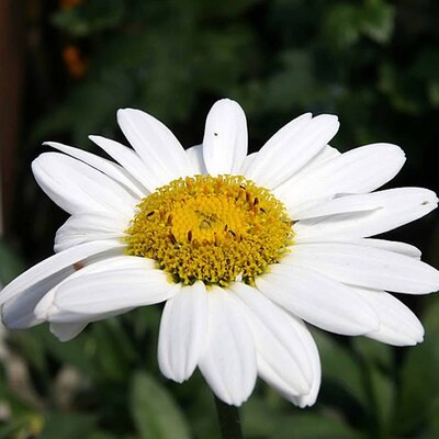 Leucanthemum 'Becky' - Photo by David J. Stang (CC BY-SA 4.0)