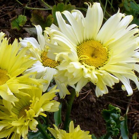 Leucanthemum X Superbum "Goldfinch" - Photo by Jonathan Billinger (Cc BY-SA 2.0)