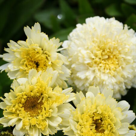 Leucanthemum 'Luna' ® - Image courtesy of Schram 