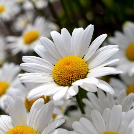 Leucanthemum m. 'Snowlady' - Image by congerdesign from Pixabay 