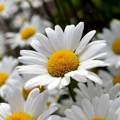 Leucanthemum m. 'Snowlady' - Image by congerdesign from Pixabay 