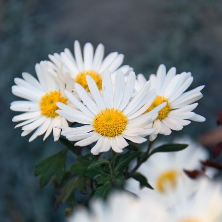 Leucanthemum "Madonna" - Photo courtesy of maxpixel.net