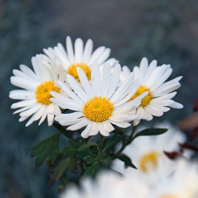 Leucanthemum "Madonna" - Photo courtesy of maxpixel.net