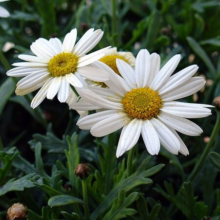 Leucanthemum max. 'White Lion' - Photo by xcaballe (CC BY_SA 2.0)