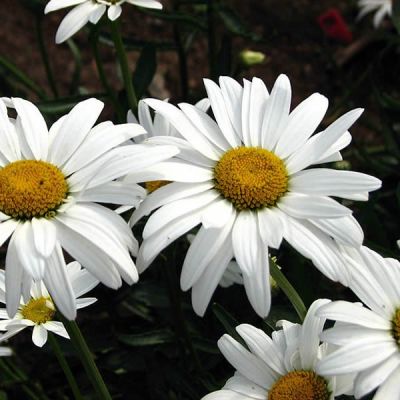 Leucanthemum 'May Queen' - Photo by Андрей Корзун (Kor!An) (CC BY-SA 3.0)