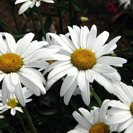 Leucanthemum "May Queen" - Photo by Андрей Корзун (Kor!An) (CC BY-SA 3.0)