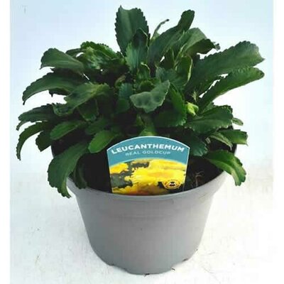 Leucanthemum 'Real Goldcup' - Image courtesy of Ben Vista