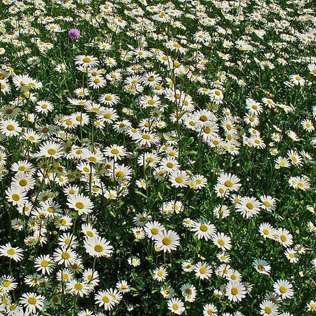 Leucanthemum vulgare - Photo by H. Zell (GFDL)