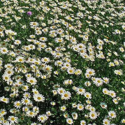 Leucanthemum vulgare - Photo by H. Zell (GFDL)