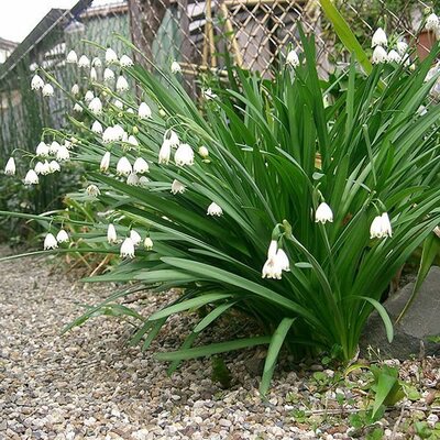 Leucojum 'Gravetye Giant' - Photo by KENPEI (GFDL)
