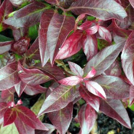 Leucothoe axillaris 'Zeblid' (5L pot)