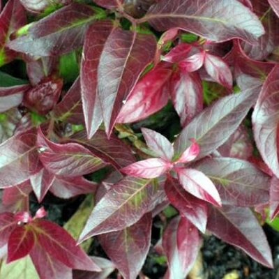 Leucothoe 'Zeblid'