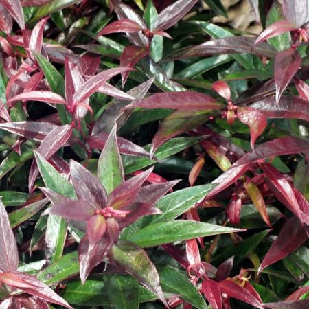 Leucothoe "Burning Love" - Photo by aimee rivers (CC BY-SA 2.0)