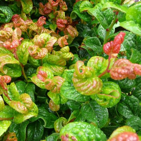 Leucothoe 'Curly Red' - Photo taken at Ardcarne Garden Centre, Boyle – 29/08/2025