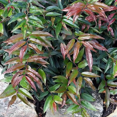 Leucothoe Royal Ruby - Photo by David J. Stang (CC BY-SA 4.0)