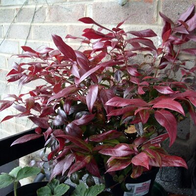 Leucothoe 'Scarletta' (3L pot)