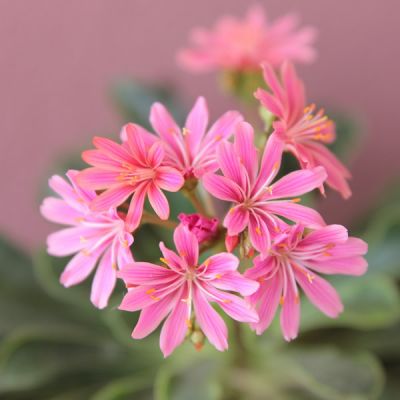 Lewisia cotyledon "Elise" - Image by İsmet Şahin from Pixabay