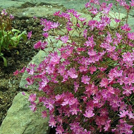 Lewisia "Cotyledon Hybrids" - Photo by LubovGorshkova (CC BY-SA 4.0)
