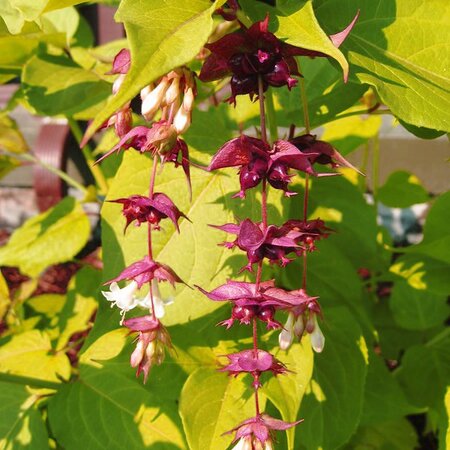 Leycesteria form 'Golden Lanterns' - Public domain image