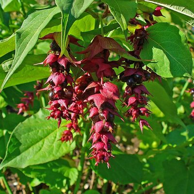 Leycesteria formosa - Photo by H. Zell (GFDL)