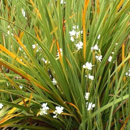 Libertia  Gold Finger - Public image here under fair use