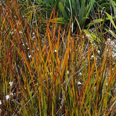 Libertia 'Sunset' (2L pot)