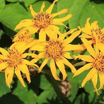Ligularia dent. "Othello" - Photo by Alpsdake (CC BY-SA 4.0)