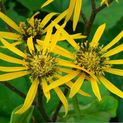 Ligularia 'Little Golden Ray' - Image by Saga1974 from Pixabay 