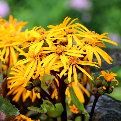 Ligularia Pandora - Image by Sonja Kalee from Pixabay