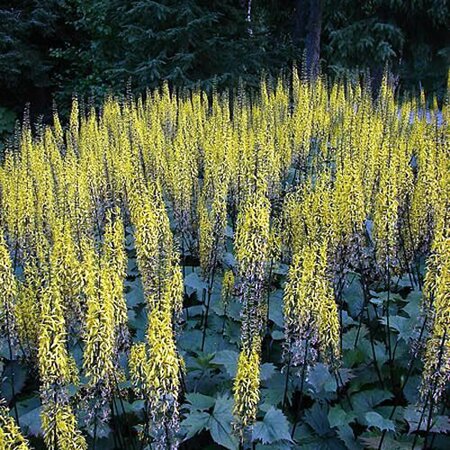 Ligularia “The Rocket” - Photo by echoforsberg (CC BY-SA 2.0)