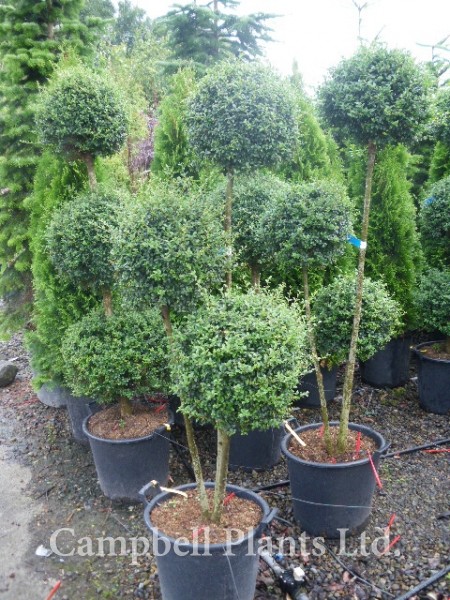 Ligustrum 3 Ball Pompom  - Image courtesy of Campbells Plants