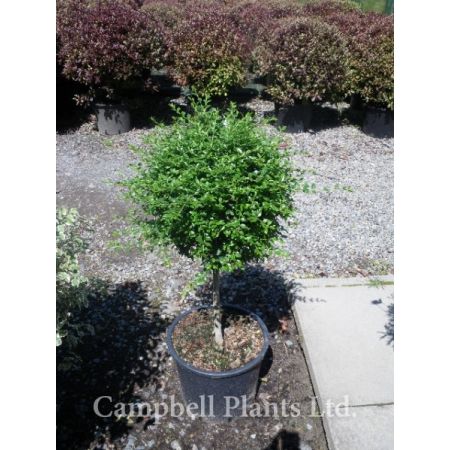 Ligustrum Del. Mini-Std  - Image courtesy of Campbell Plants Ltd