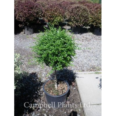 Ligustrum Del. Mini-Std (9L pot)