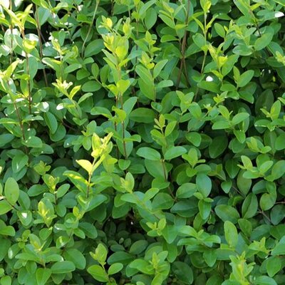 Ligustrum ovalifolium - Public Domain Image