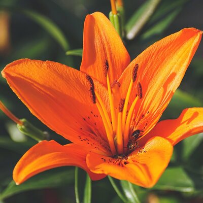 Lilium 'Orange Pixie' - Image courtesy of Pixabay