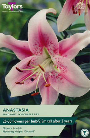 Lily Anastasia - Image courtesy of Taylors Bulbs