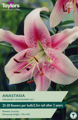 Lily Anastasia - Image courtesy of Taylors Bulbs