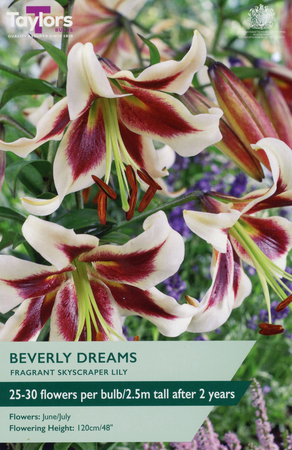 Lily 'Beverly Dreams' (2 bulbs)
