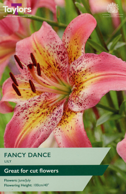 Lily 'Fancy Dance'