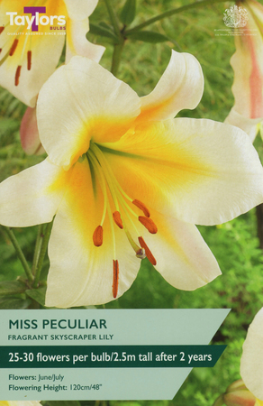 Lily Miss Peculiar - Image courtesy of Taylors Bulbs