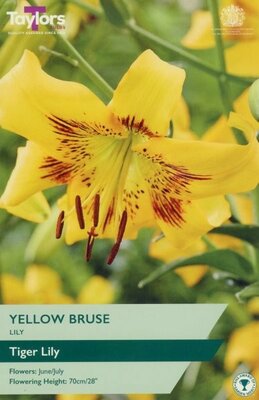 Image courtesy of Taylors Bulbs