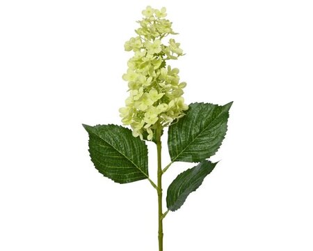 Lime green Hydrangea spray on stem -Image courtesy of Kaemingk