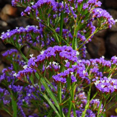 Limonium Salt Lake - Image by Hans Braxmeier from Pixabay 