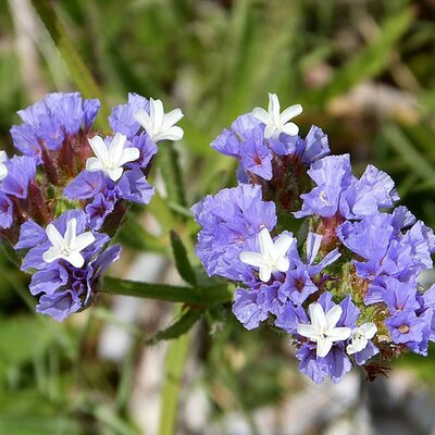 Limonium sinuatum - Photo by gailhampshire (CC bY-SA 2.0)