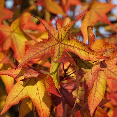Liquidambar 'Fame Forever' - Image by beauty_of_nature from Pixabay 